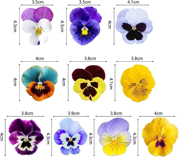 72Pcs Multi‑Color Edible Pansy Flowers for Cake Decorating – Realistic Sugar Pansies, Cupcake Toppers, Birthday & Wedding Dessert Decorations – Fully Edible, Handcrafted Style - Image 4