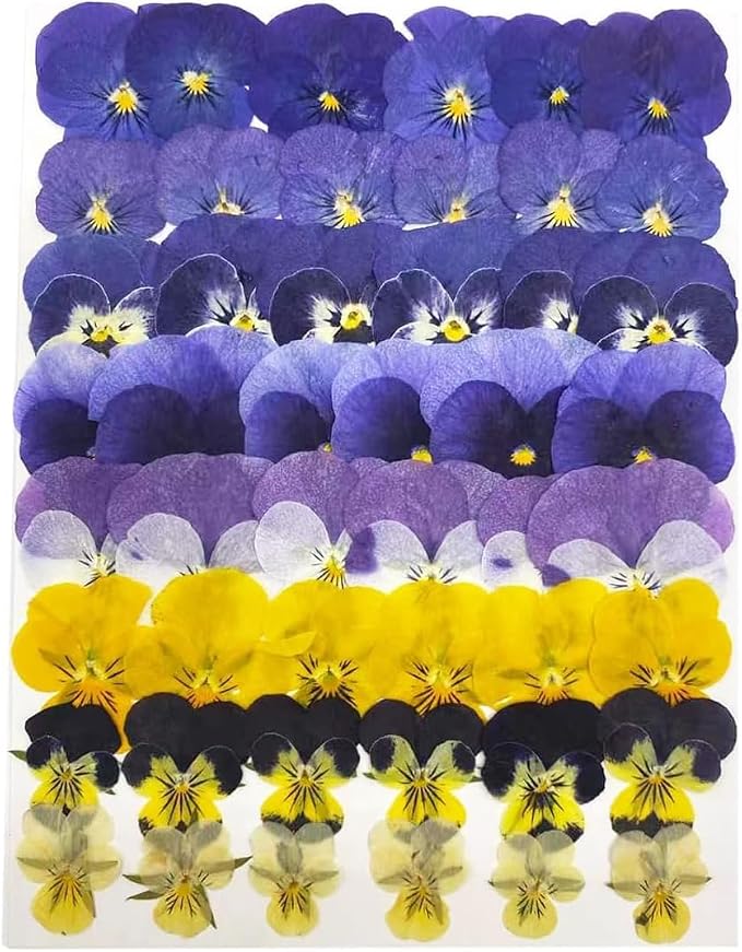 Dried Edible Viola Tricolor Flowers – 48 Real Pressed Pansy Petals for Cake Decoration, Cocktail Garnish, Resin Jewelry, Candle & Soap Making, Wedding Confetti - Image 8