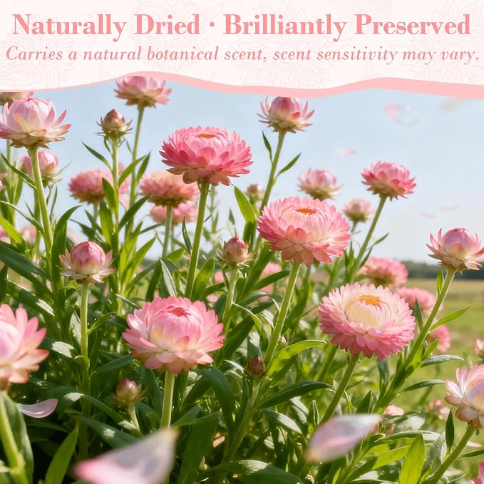 50+ Pcs Edible Pink Dried Flowers, Food Grade Helichrysum Strawflowers | Natural Edible Dried Flowers for Garnishing Cocktails, Cake Decorations, Drink Botanicals, Tea Infusions and DIY Crafts - Image 8