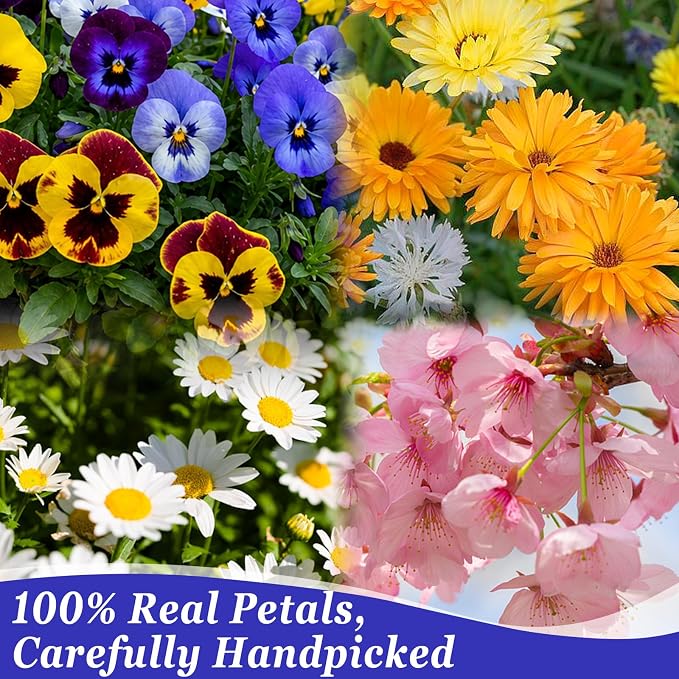 80Pcs Natural Dried Pressed Edible Flowers for Cocktails & Cake Decorating | 8 Kinds Food Grade Flowers· Perfect for Drinks, Cake Topper & Crafts· Wedding & Party· Vibrant Natural Colors - Image 2