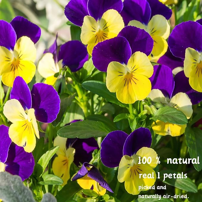 PureHabitat 60 Pcs 10 Colors Natural Dried Pressed Edible Viola Tricolor Flowers for Cake Topper Decoration – for Cupcake Toppers Cocktails Resin Jewelry DIY Crafts (Purple) - Image 4