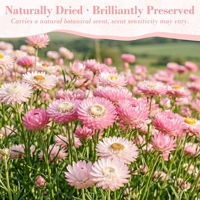 90-100 Pcs Edible Pink Dried Flowers, Food Grade Helichrysum Strawflowers | Natural Edible Dried Flowers for Garnishing Cocktails, Cake Decorations, Drink Botanicals, Tea Infusions and DIY Crafts - Image 8