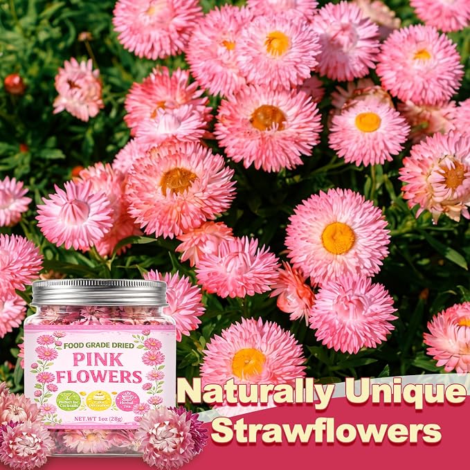 50+ Edible Dried Flowers for Cake Decorations - Food Grade Dried Pink Strawflower Blooms for Cocktail Garnish & Cupcakes, Drink Toppers, DIY Crafts - Image 4