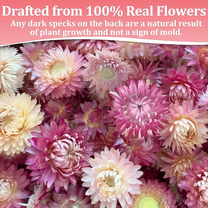 90+ Food Grade Pink Flowers for Cake and Cocktails Decorating – Culinary-Grade Dried Pink & White Strawflowers for Garnish, Baking, and Drink Toppers - Image 5