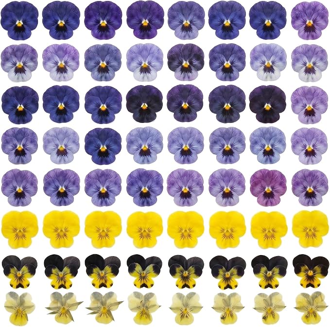Dried Edible Viola Tricolor Flowers – 48 Real Pressed Pansy Petals for Cake Decoration, Cocktail Garnish, Resin Jewelry, Candle & Soap Making, Wedding Confetti by MHNJA