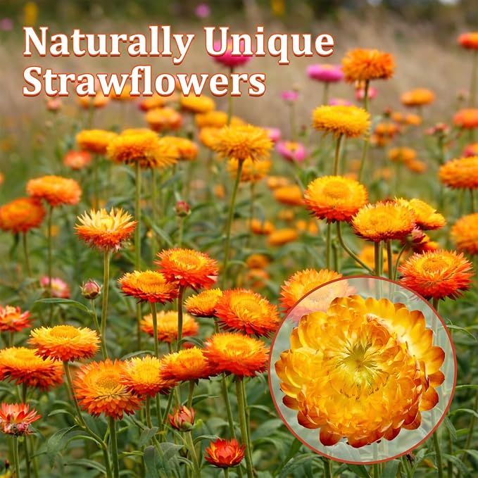 90+ Edible Dried Flowers for Cake Decorations, 100% Natural Dried Strawflowers Orange & Yellow for Cocktails Garnish, Drink Botanicals and Baking - Image 3
