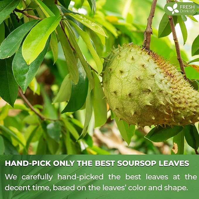 FreshDrinkUS, Premium 90 Soursop Graviola Leaf Tea Bags, 100% Natural and Pure from Soursop Leaves, Handmade, Made With Natural Materials-Corn Fiber Tea Bag, Sugar/ Caffeine/ Gluten Free, Hoja Guanabana Tea
