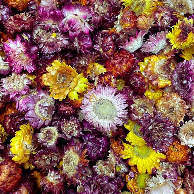 Edible Dried Mixed Flowers | 100% Natural & Edible | 50+ Flowers | for Garnishing Cocktails, Cake Decoration, Tea Infusions | 50G,1.76 Oz | Edible Fresh Dried Flowers | PET Jar | Drink Botanicals - Image 3